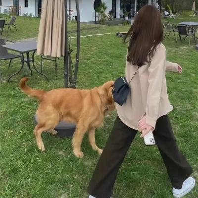 安娜贝尔回家啰